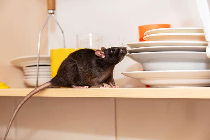 How To Prevent Rats in Your Sacramento Property