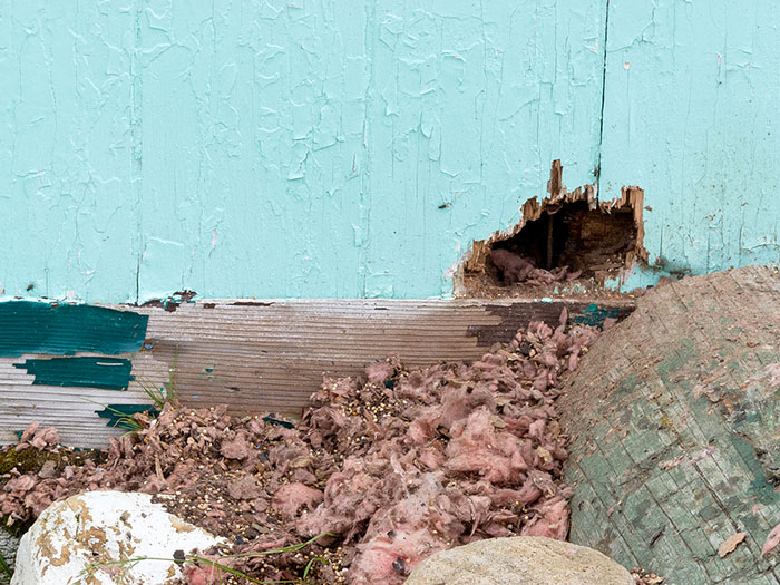 Signs of a Rodent Infestation Sacramento