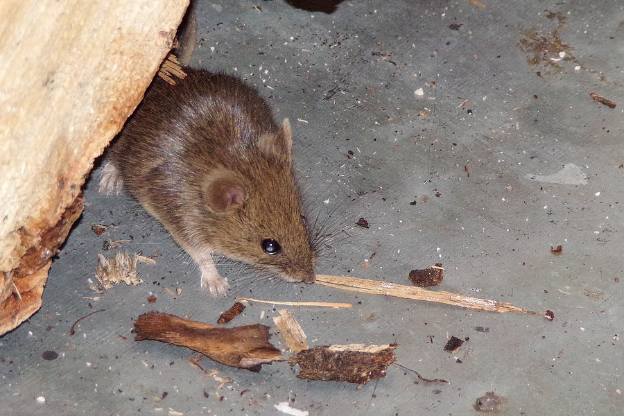Living with Mice? Why Attic Decontamination is Needed